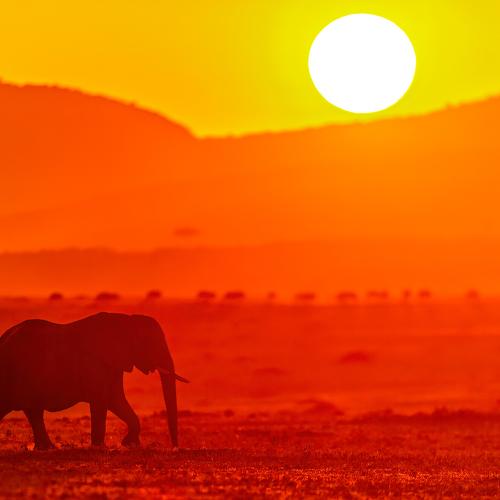 The Golden Tusker