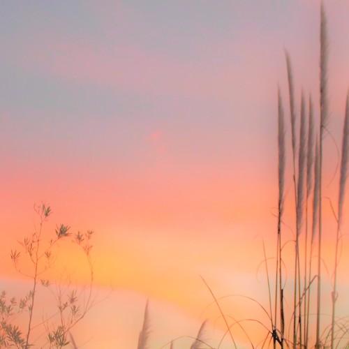Photo #4800494