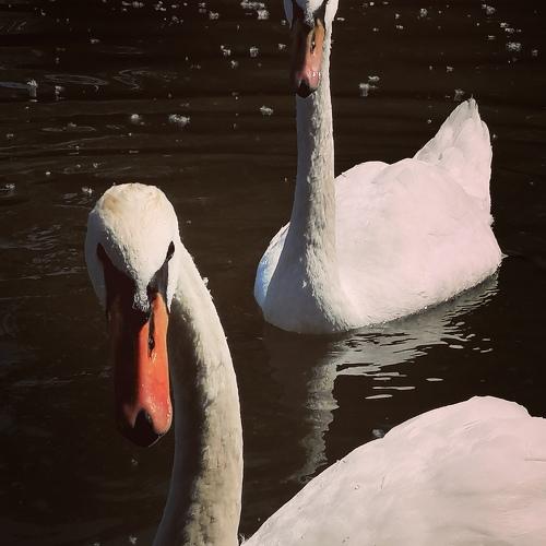 Beautiful swans.