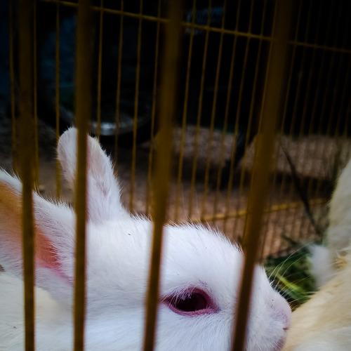 Photo #4801248