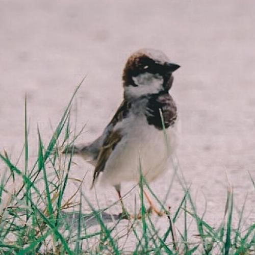 Photo #4801337