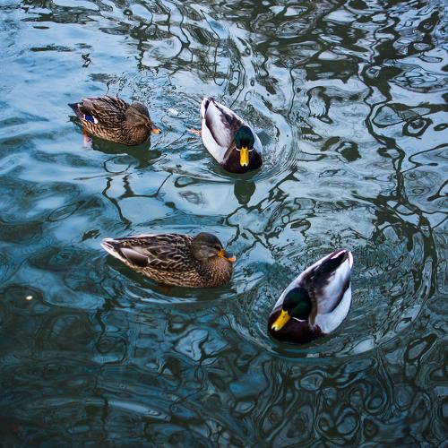 Photo #4802325