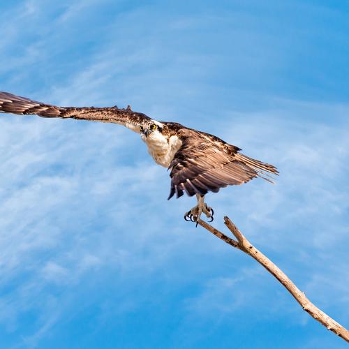 Osprey takeoff