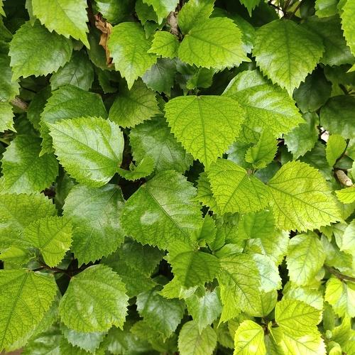 Photo #4803207