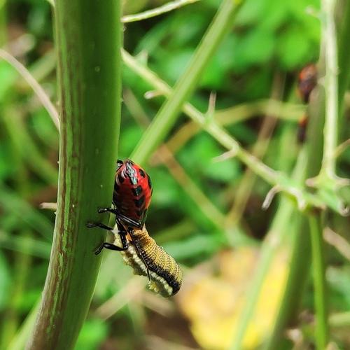 Photo #4803465