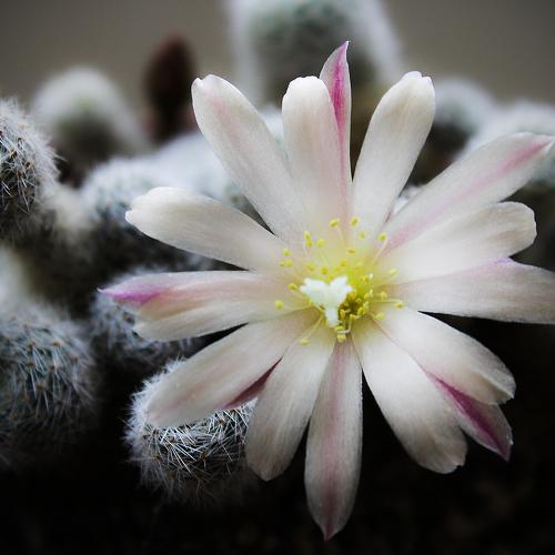 Cactus flower