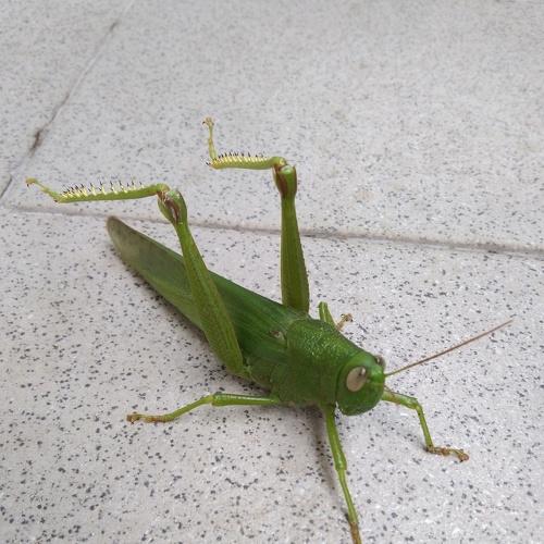 Grasshopper
