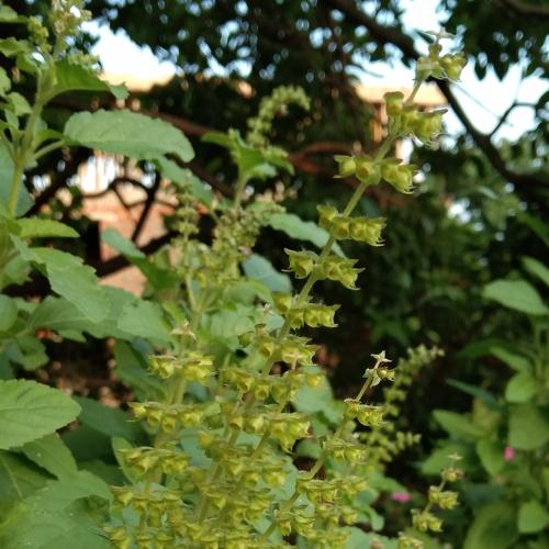 Tulsi (holy basil ) in hinduism.