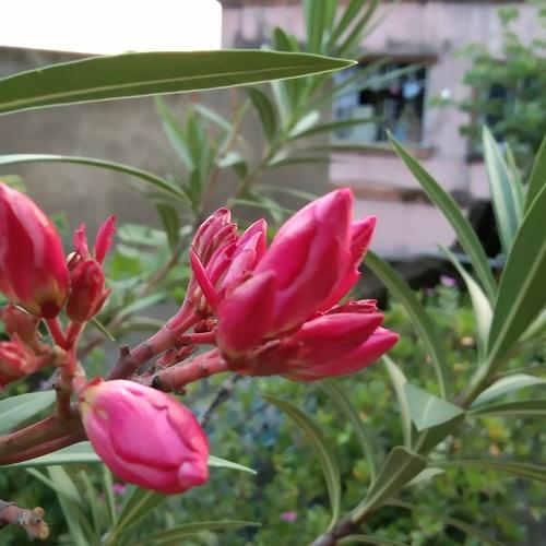 Beautiful Rokto korobi ( Oleander flower).