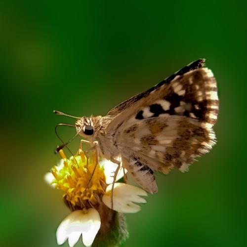 Photo #4806764