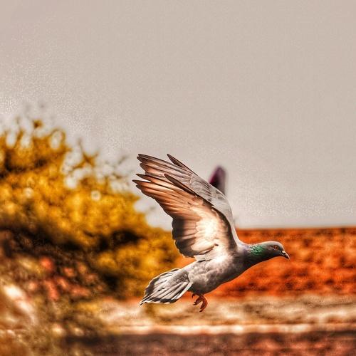 Photo #4806823