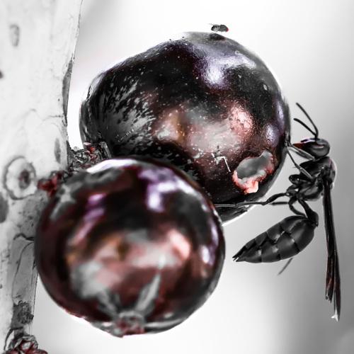 O Marimbondo e a Jabuticaba