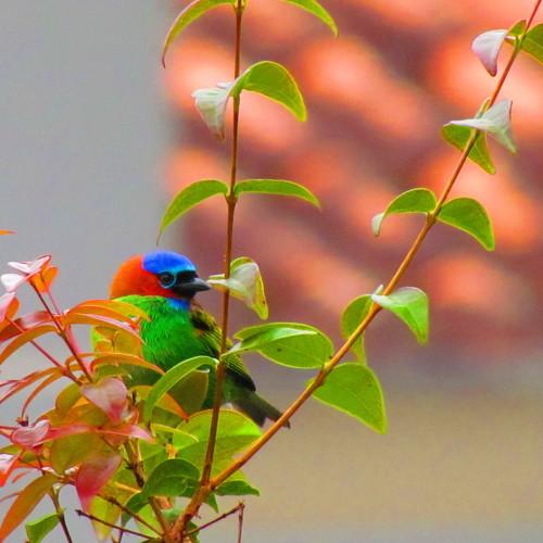 Little bird