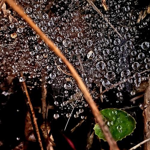 Web