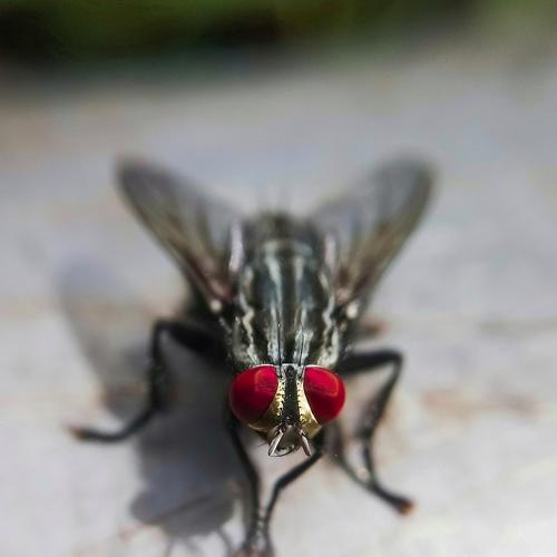 housefly