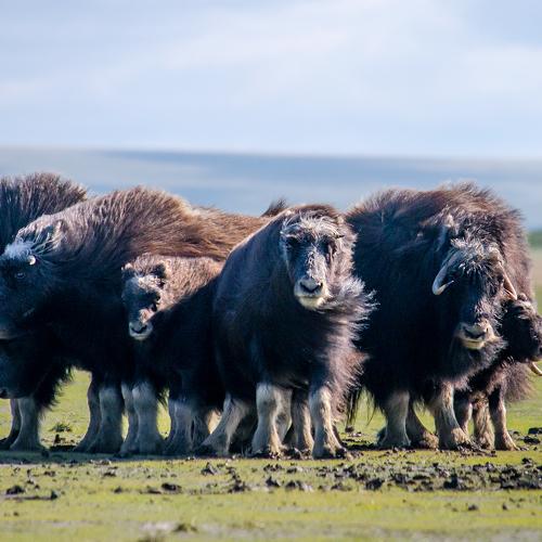 Photo #4808731