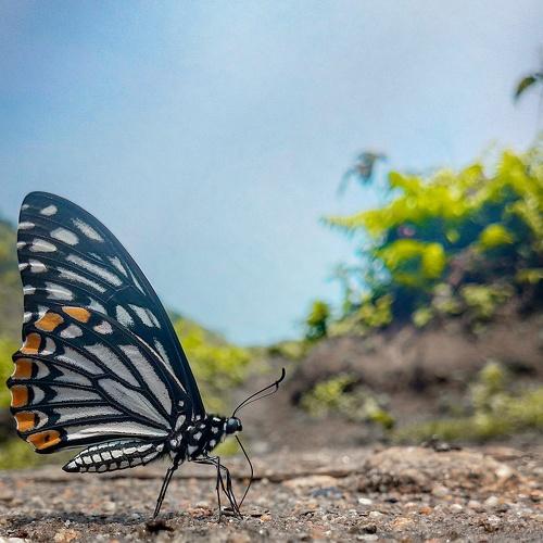 Photo #4808782