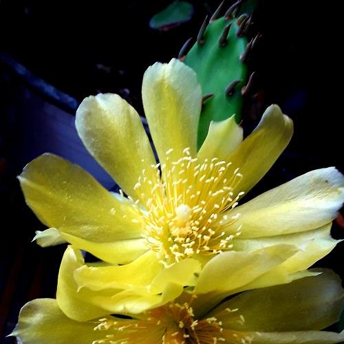 Yellow cactus flower