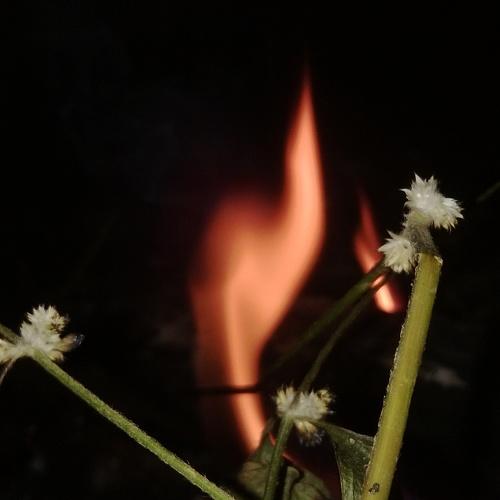 Fire Finger
