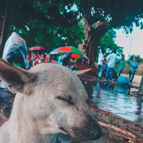 Photo #4812319