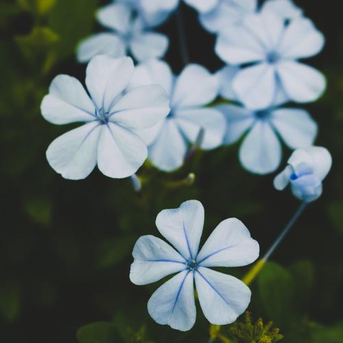 Flower photography