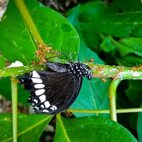 Photo #4813527