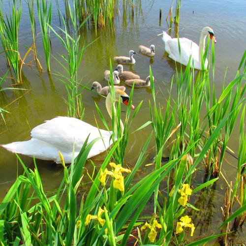 Swan family in spring