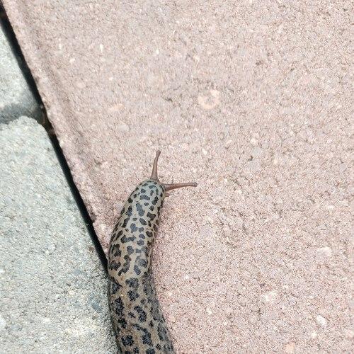 Photo #4813675
