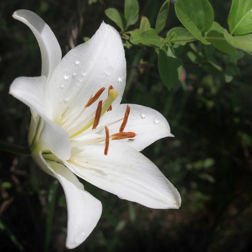 Dewdrop