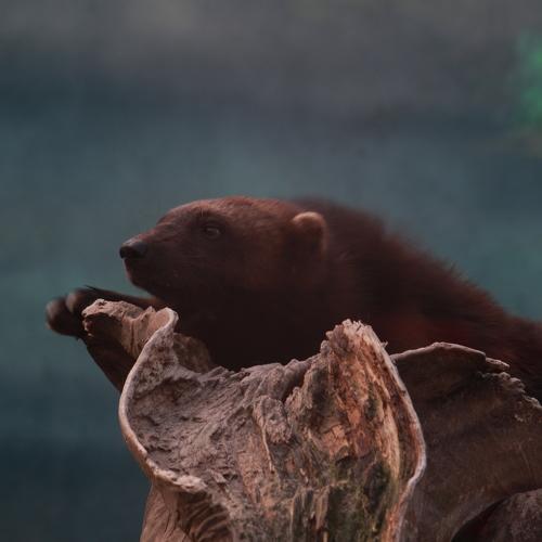 Photo #4814435