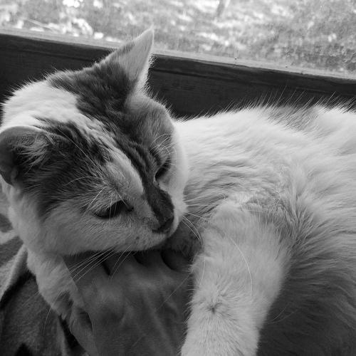 Photo #4814955
