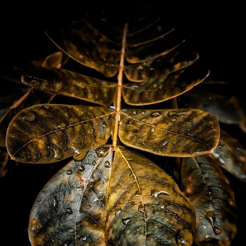 Photo #4816078
