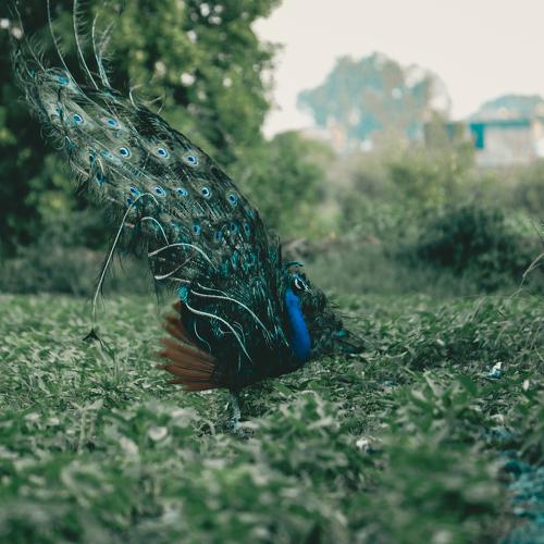 Photo #4817363