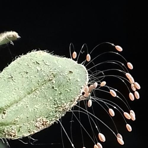 Eggs of Lacewings flies