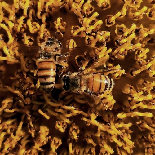 Busy as a Bee