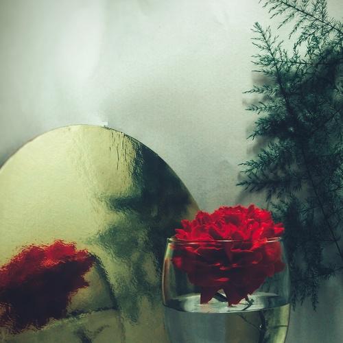 Photo #4820022