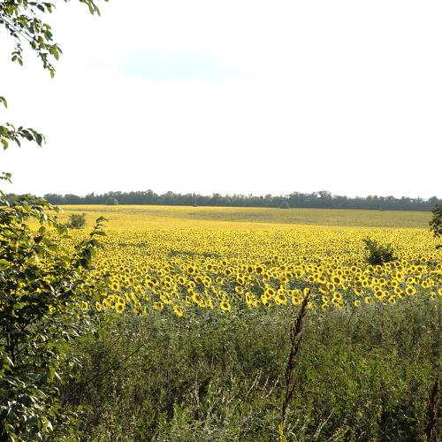 Photo #4820489