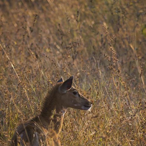 Photo #4821151