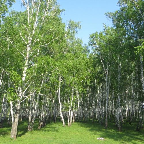 Photo #4822476