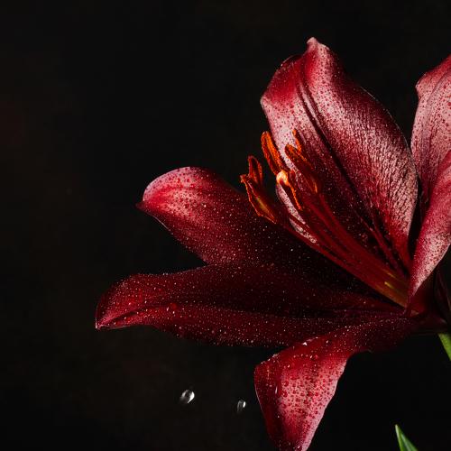 Burgundy lily
