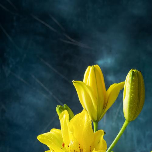 Yellow lily