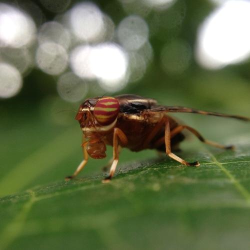 Insect