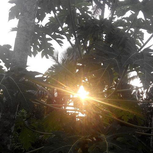 Before sunset