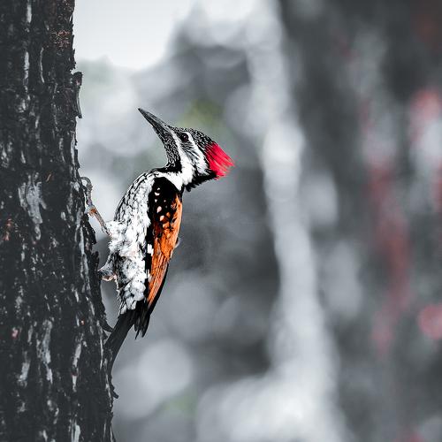 Photo #4825660