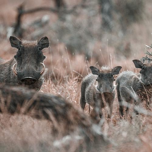 Warthog & his family.