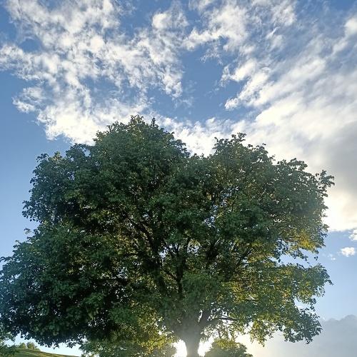 The Mother Tree