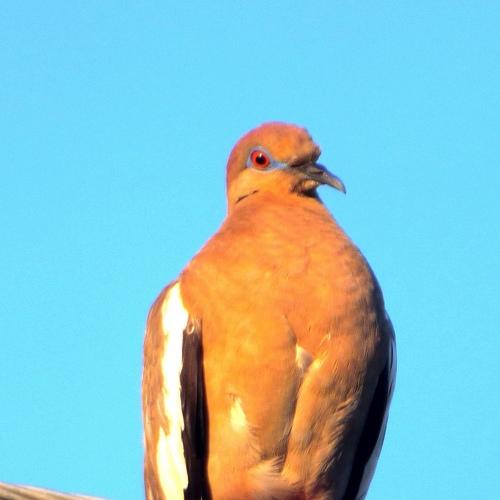 Photo #4826263