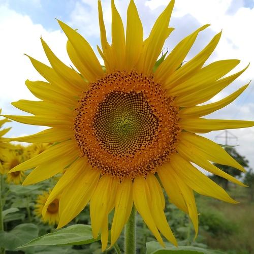 Photo #4826381