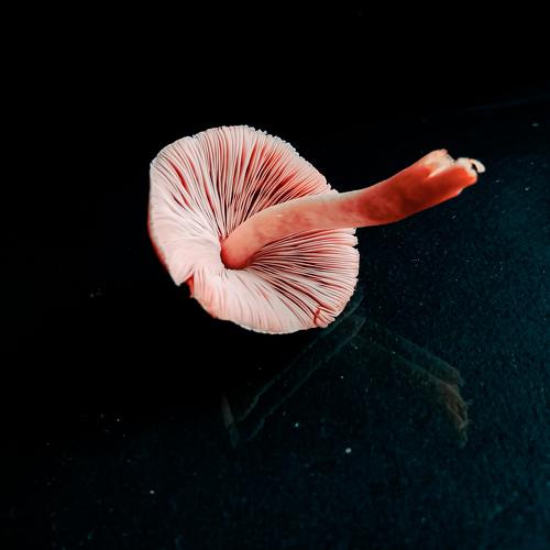 Photo #4827022