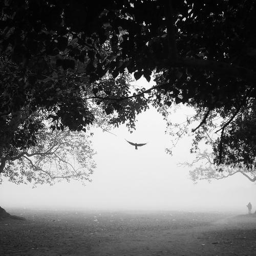 Photo #4829286